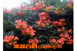 Ů�ڻ�ͼƬ Ů�ڻ��Ĺ�Ч������