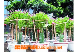 ����߼޽�зצ�������̳�