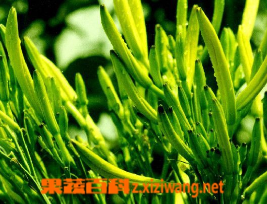 果蔬百科金针菜长什么样子 金针菜有毒吗