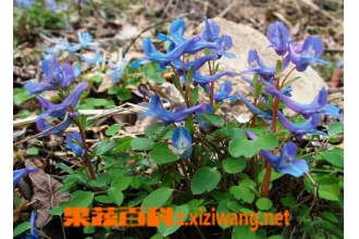 �Ӻ���ͼƬ �Ӻ����Ĺ�Ч������ҩ�ü�ֵ