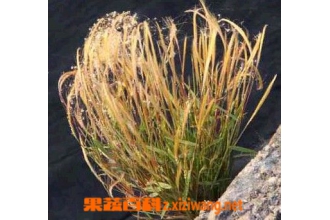 ��˿�ݵĹ�Ч������ ��˿�ݵ�ҩ�ü�ֵ