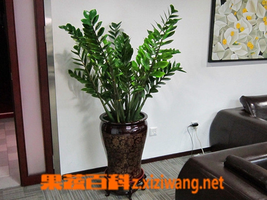 ���߰ٿƽ�Ǯ������ֳ������ע������
