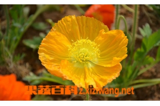 ���������˵ķ�ֳ��������ֳע������