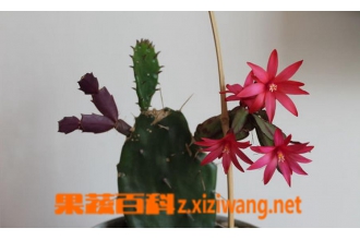 ����ɻ���μ޽� ����ɻ��ļ޽ӷ�������