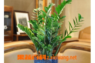���Խ�Ǯ�������ֲ ���Խ�Ǯ������ֳ����