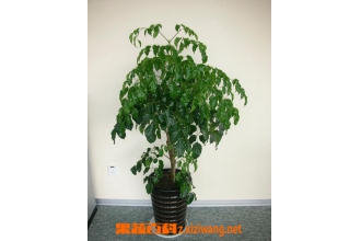 �̱�������ֳ������ע������