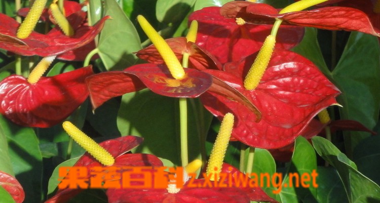 ���߰ٿƼ�ͥ���Ƶ���ֳ����