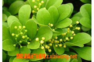 �����������ֳ �������ķ�ֳ����