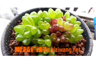����ֲ�������¶��ֳ������ע������