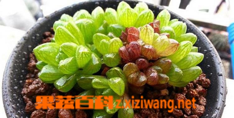 ���߰ٿƶ���ֲ�������¶��ֳ����