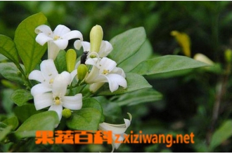 ����������ֳ���� ��ֳ��������ע������
