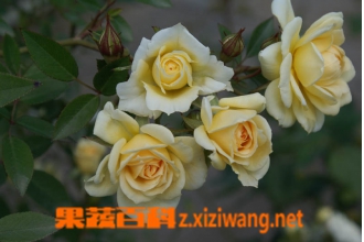 ֦���������ֳ�����ͼ���