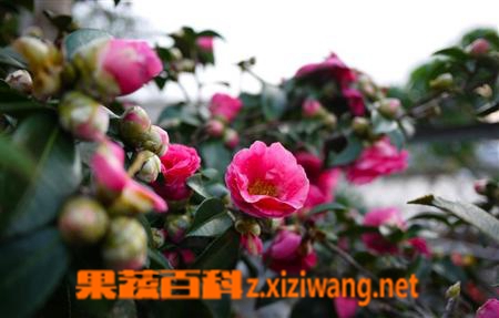 ���߰ٿƲ軨����ֳ����
