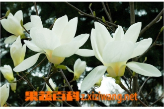 �������������ֳ ������������ֳ����