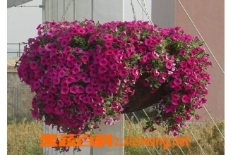��ǣţ������ֳ�����ͼ���