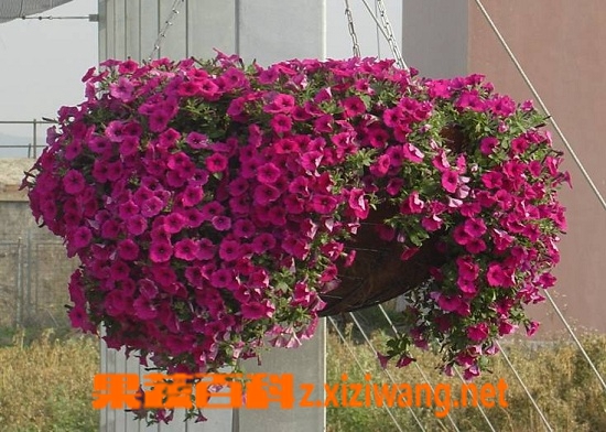 ���߰ٿư�ǣţ������ֳ����