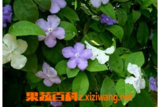 ˫ɫ�������ֳ����