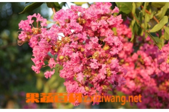 ��ޱ��Ҷ�ӷ�������ô����