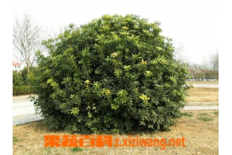 �����������ֳ ����������������
