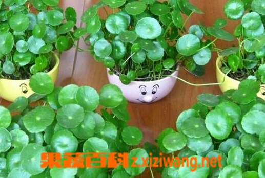 ���߰ٿ�������ֲ����ͼ��