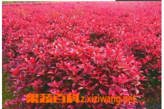 ��Ҷʯ������ ��Ҷʯ骵���ֳ����
