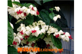 �����黨��ʲô �����黨����ֳ����