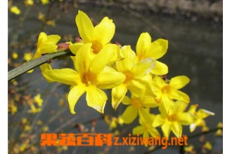 ��η���ӭ�����ĳ�������