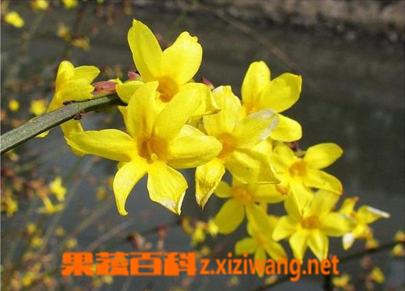 ���߰ٿ���η���ӭ�����ĳ�������