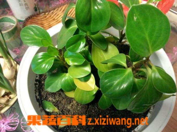���߰ٿƱ��񻨵�Ҷ�ӷ���ԭ��