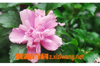 ľ�Ȼ������ֳ ľ�Ȼ�����ֳ����
