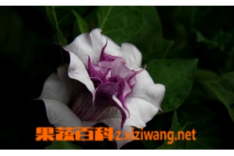 �����޻���ô�� �����޻���ֳ��������