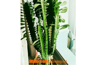 ���ǻ�����޼� ���ǻ����޼�����ͼ��