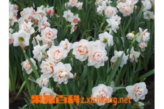 ��ˮ�ɿ�����Ĵ������� ��ˮ�ɿ����������ֳ