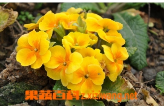 ӭ�����辰����������