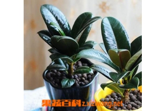 �ڽ�������ֳ �ڽ�յ���ֳ��������