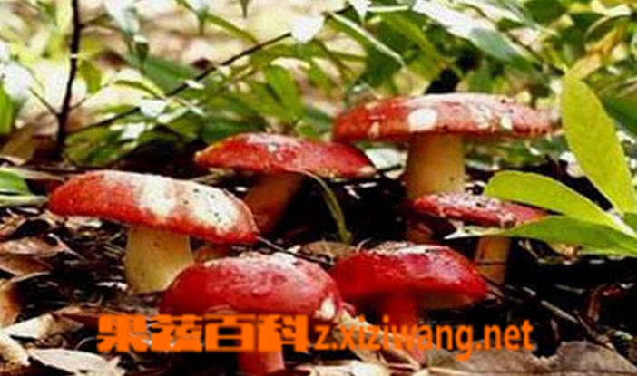 ���߰ٿƺ칽��Ӫ����ֵ�빦Ч �칽�Է�