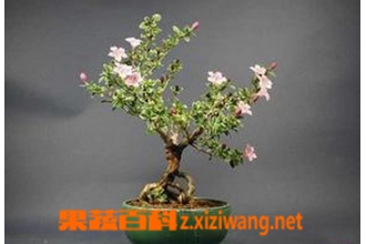 ����ѩ�辰�����������̳�