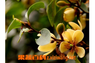 ��Ц����η�ֳ ��Ц���ķ�ֳ����