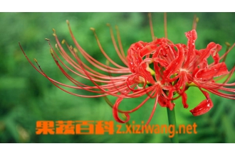 �컨ʯ��ͼƬ �컨ʯ���Ʒ��|���෽��|���ͼ�