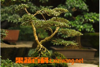 �����ɵ���ֳ���� ��ֳ�����ɵ�ע������