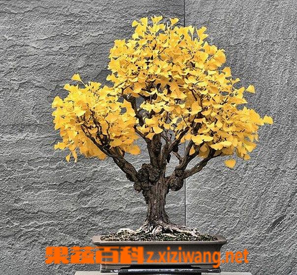 ���߰ٿ�����������ֳע������