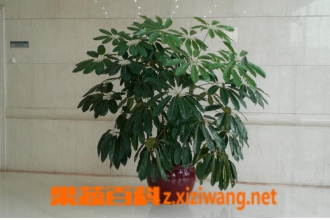 ��Ҷɡ����ֳ������ע������