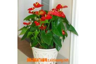 ���Ի�׻�����ֳ����