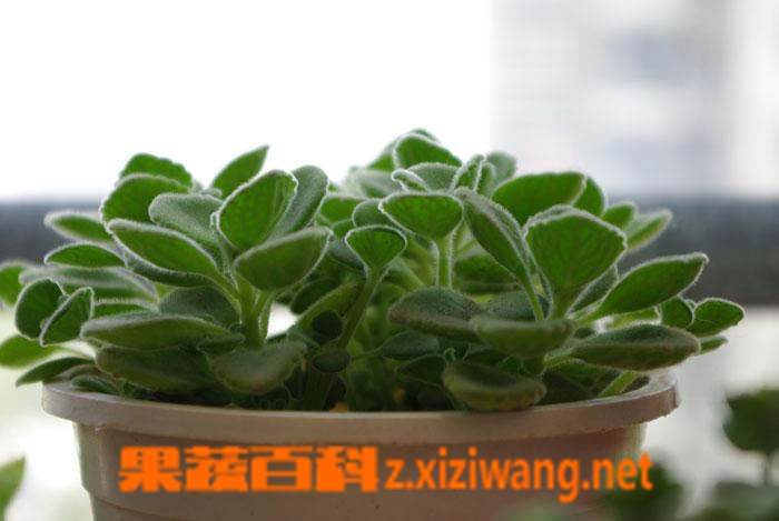 ���߰ٿ�������Ҷ�ӷ�����ô��