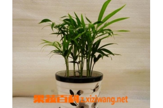 ����Ҭ��������ֳ������ע������