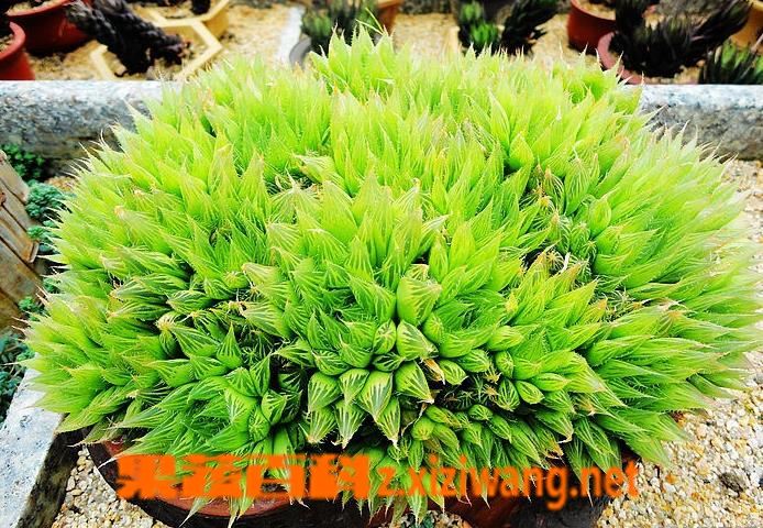 ���߰ٿƻ��������Ե���ֳ������ע������