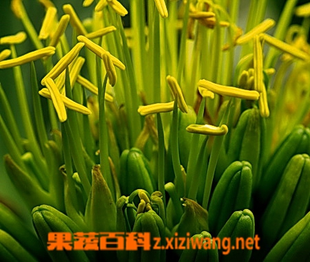 ���߰ٿ�����������ֳ���� ��������ͼƬ