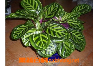 ����Ҳ��������ֳ������ע������