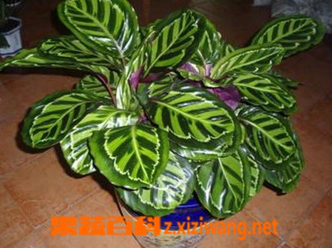 ���߰ٿ�����Ҳ��������ֳ������ע������