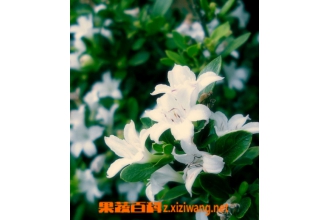 �������ѩ��ֳ������ע������
